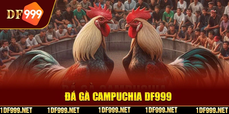 Tham gia đá gà Campuchia DF999 trải nghiệm đặc sắc