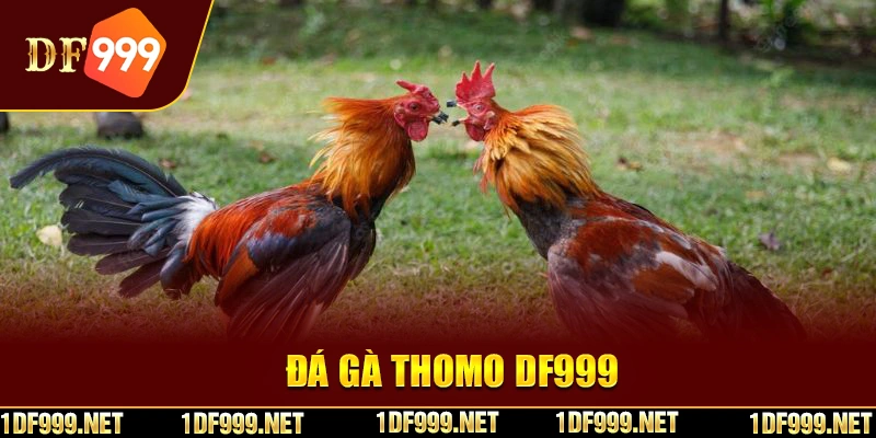 Lưu ý quan trọng giúp đặt cược đá gà Thomo hiệu quả